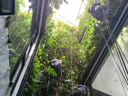 Mantenimiento en alturas con cuerdas Mantenimiento en alturas on cuerdas en jardines verticales