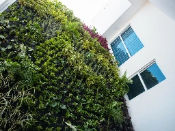 Muro Verde de altura