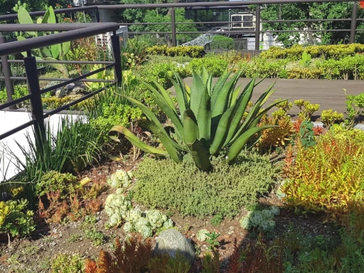 Azotea verde extensiva